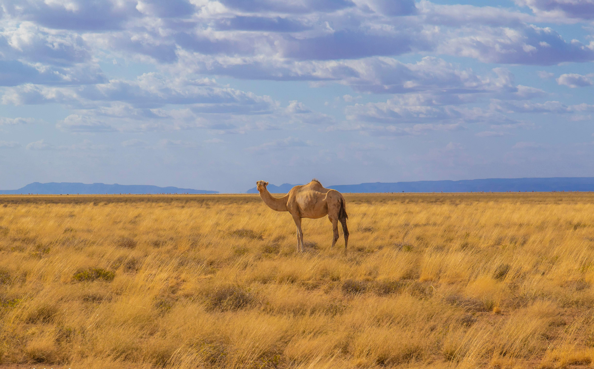 Ethiopian pastoralist landscape at sunset